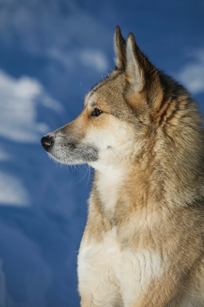 Siberian husky o zimowej naturze