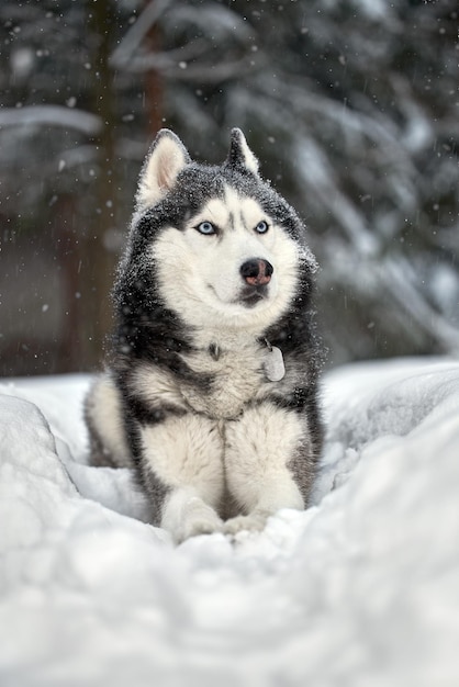 Zdjęcie siberian husky pies czarno-biały z niebieskimi oczami w zimowym lesie