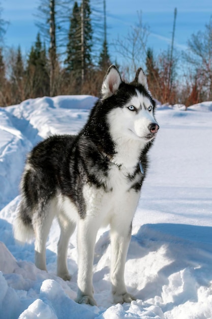 Siberian Husky pies czarno-biały z niebieskimi oczami w zimowym słonecznym lesie. Husky niebieskooki piękny pies