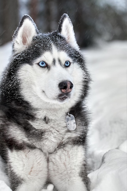 Siberian Husky pies, ładny wilk w zimowym lesie w śniegu. Zbliżenie.