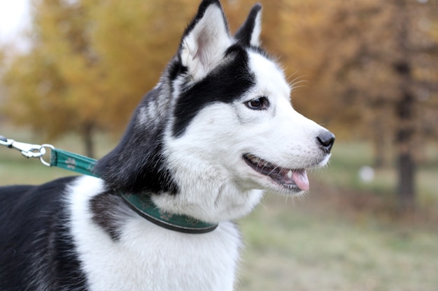 Siberian husky pies na smyczy spaceruje po jesiennym lesie.