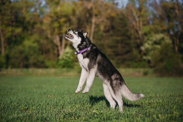 Siberian Husky pies o zachodzie słońca