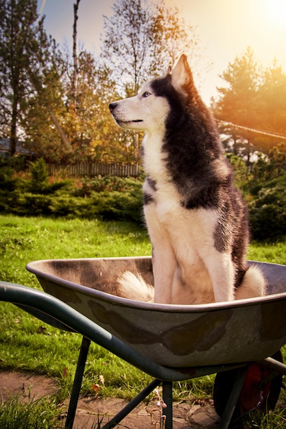 Siberian husky pies siedzi w ogrodzie taczki w ogrodzie i uśmiecha się.