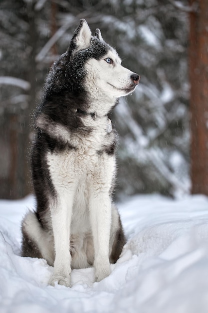 Siberian Husky pies słodki wilk w zimowym lesie w śniegu