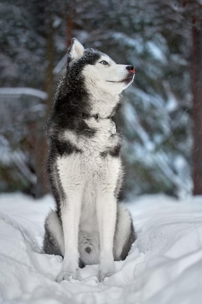 Siberian Husky pies słodki wilk w zimowym lesie