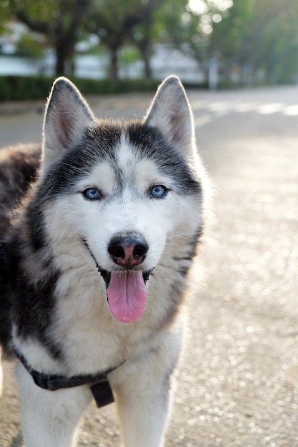 Zdjęcie siberian husky pies twarz