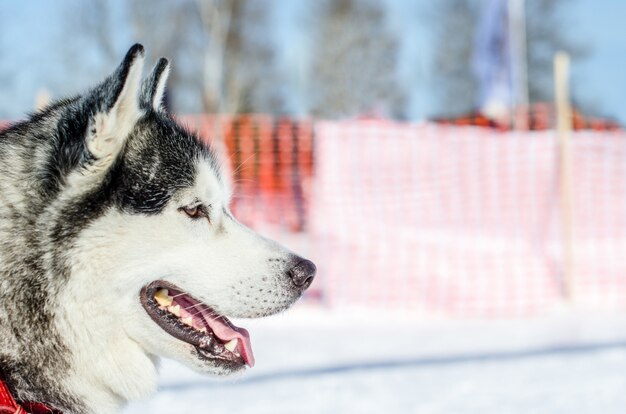 Siberian Husky pies z lewej copyspace. Przygotowanie