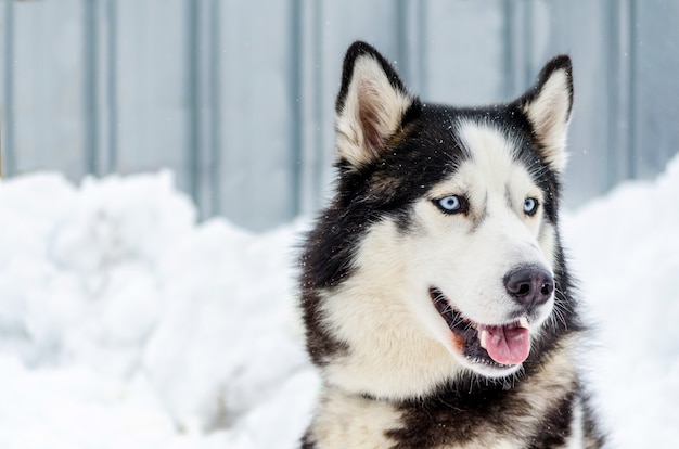 Siberian Husky pies z niebieskimi oczami. Pies Husky ma czarno-biały kolor.