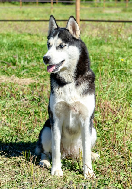 Siberian husky pies z niebieskimi oczami siedzi w trawie