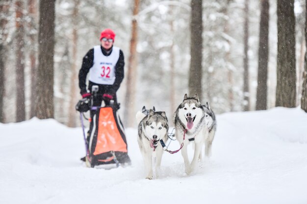 Siberian husky psich zaprzęgów wyścigowych. Zimowe zawody Mushing. Husky psy zaprzęgowe w uprzęży ciągną sanie z psim kierowcą.