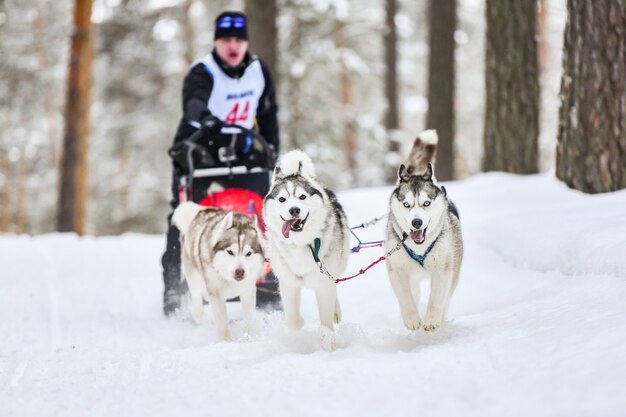 Zdjęcie siberian husky psich zaprzęgów wyścigowych. zimowe zawody mushing. psy zaprzęgowe husky w uprzęży ciągną sanie z kierowcą psa.