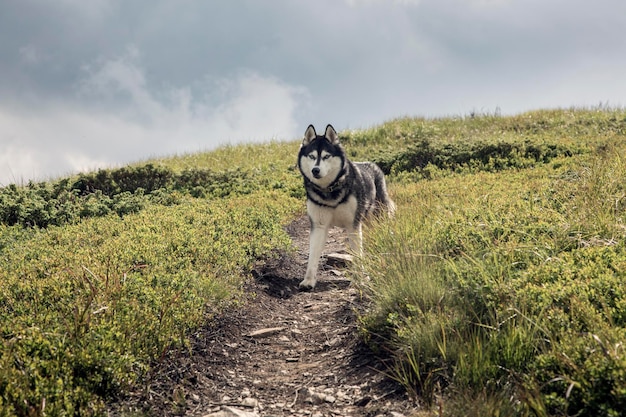 Siberian Husky to bardzo inteligentna rasa, która jest aktywna i delikatna