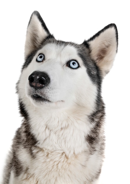 Siberian Husky W Studio