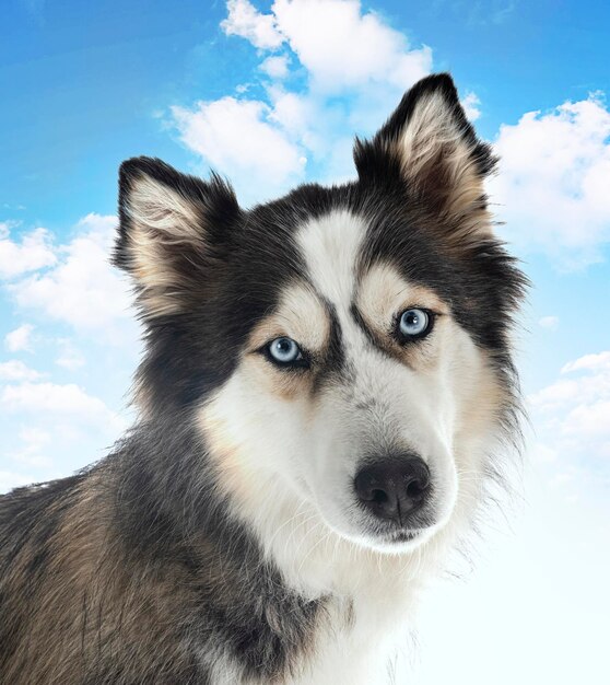 siberian husky w studio