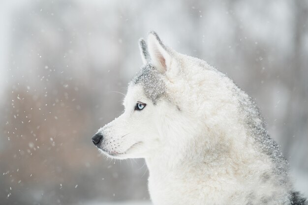 Siberian husky z niebieskimi oczami zimą