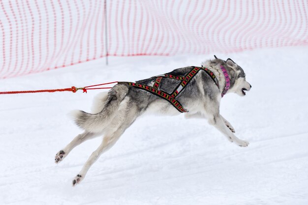 Siberian Husky Zaprzęgają Się W Zaprzęg I Ciągną Kierowcę Psa. Zawody Mistrzostw Sportów Zimowych.