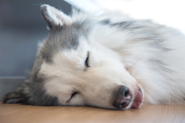 Siberian Husky, zaspany piesek i uroczy zwierzak