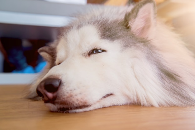 Siberian Husky, Zaspany Piesek I Uroczy Zwierzak