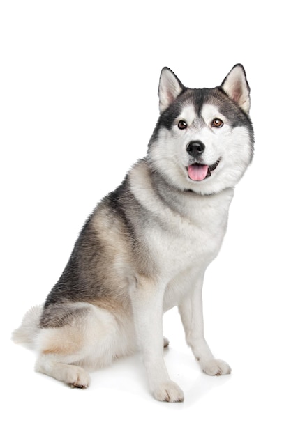 Siberian husky