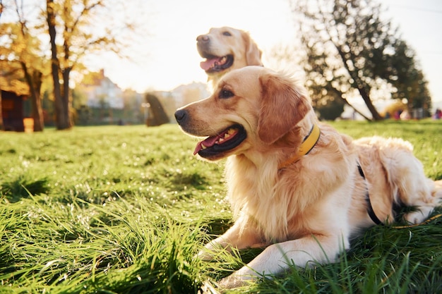 Siedząc na trawie Dwa piękne psy rasy Golden Retriever spacerują razem po parku