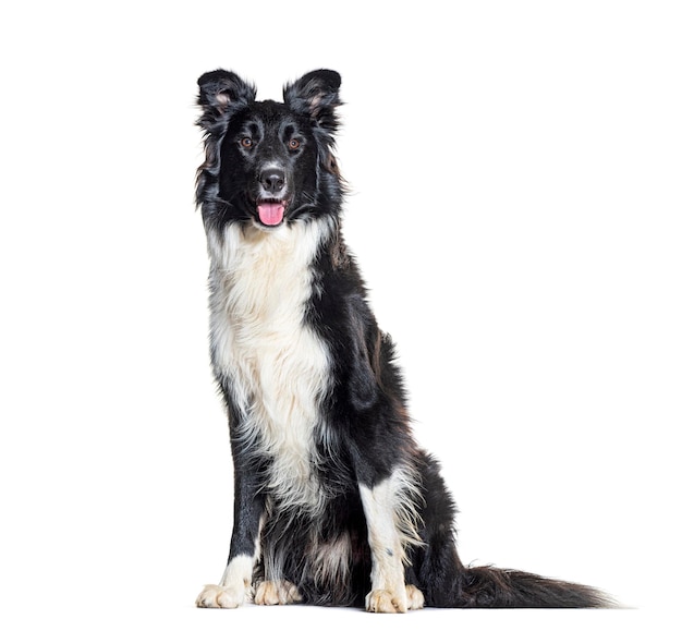 Siedzący czarno-biały Border Collie oddychający siedzący odizolowany na białym