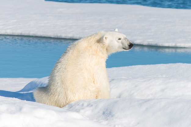 Siedzący niedźwiedź polarny