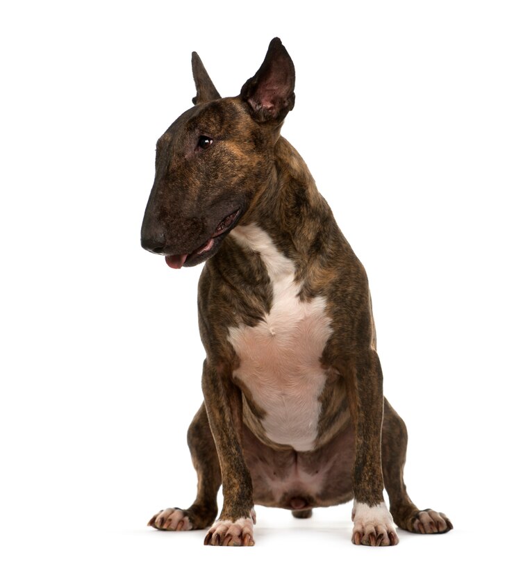 Zdjęcie siedzący pies bull terrier