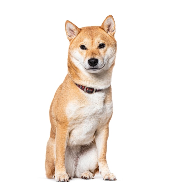 Siedzący Shiba Inu noszący kołnierz psa odizolowany na białym