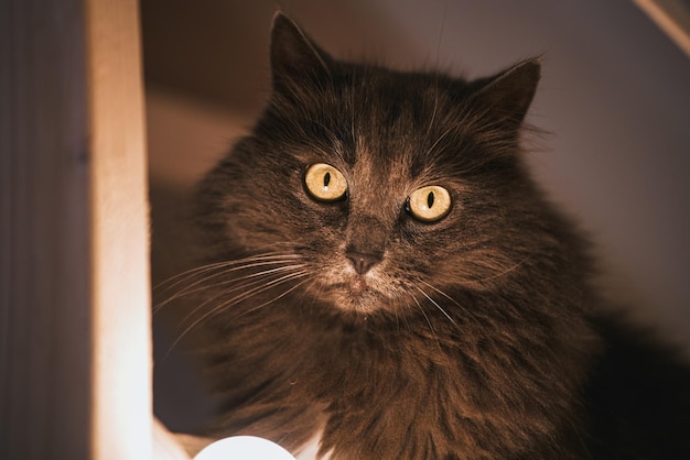 Siedzi piękny szary kot. Koty we wnętrzu Portret kota w zbliżeniu z przytulnym światłem
