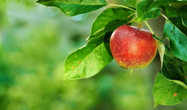 Sięgnij i doświadcz dobroci natury Dojrzałe czerwone jabłka na jabłoni w sadzie