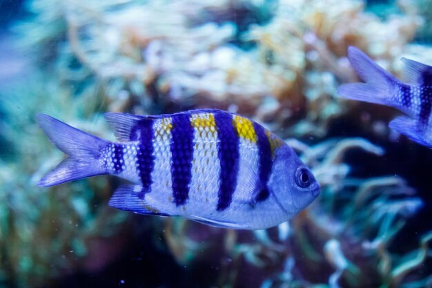 Sierżant makro ryb major abudefduf saxatilis