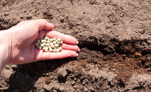 Siew nasion zielonego groszku w nawożonej glebie Kobiety agronomów sieją wiosną w gospodarstwie