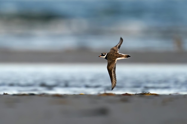 Sieweczka obrączkowana Charadrius hiaticula