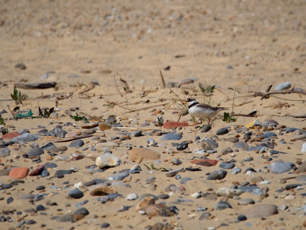 Sieweczka obrożna (Charadrius hiaticula) w Covehithe w suffolk