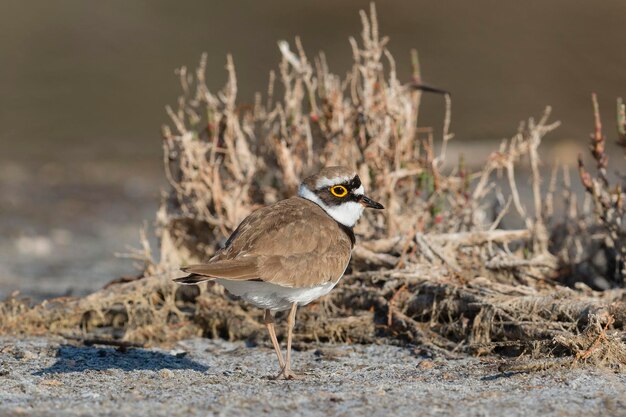 Sieweczka rzeczna Charadrius dubius Malaga Hiszpania