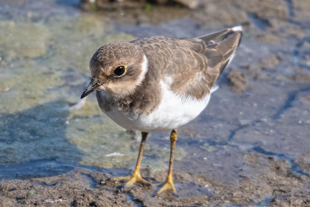 Sieweczka rzeczna Charadrius dubius w marshel emporda catalonia girona hiszpania