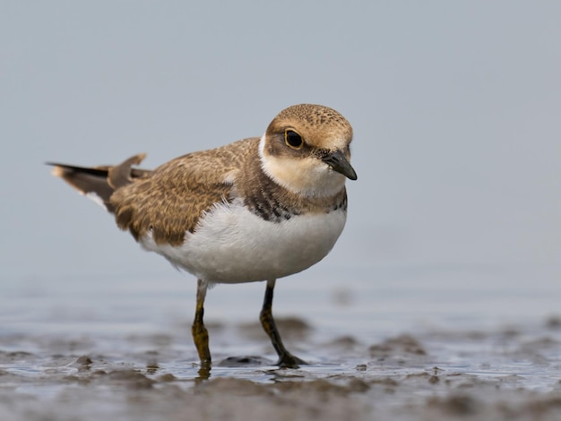 Sieweczka rzeczna charadrius dubius