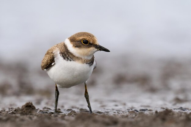 Sieweczka Rzeczna Charadrius Dubius