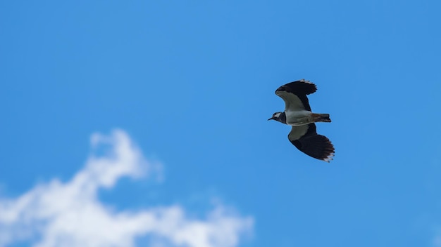 Sieweczka zielona w locie. Europejska czajka północna (Vanellus vanellus)