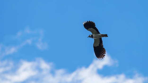 Sieweczka zielona w locie. Europejska czajka północna (Vanellus vanellus)