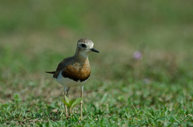 Siewka zwyczajna (Charadrius veredus)