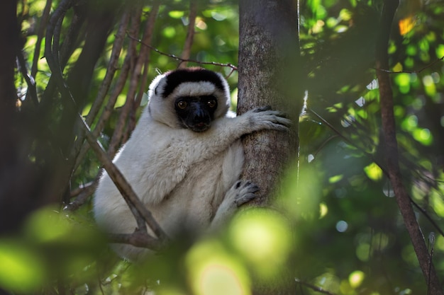 Sifaka Verro lub crested sifaka lub crested indri siedzi na drzewie Madagaskar