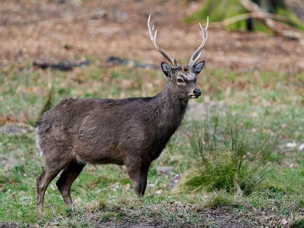 Sika jeleń Cervus nippon