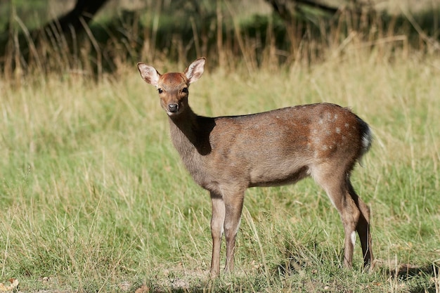 Sika jeleń Cervus nippon