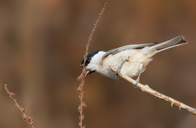 Sikora bagienna Poecile palustris Ptak zjada nasiona roślin