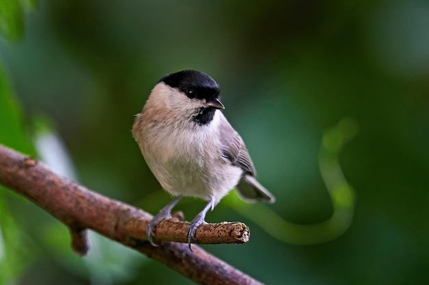 Sikora bagienna Poecile palustris