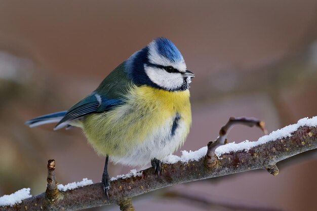 Sikora błękitna Cyanistes caeruleus