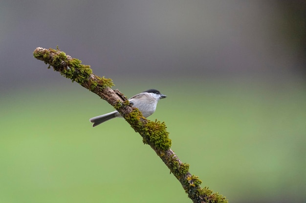 Sikora błotna (Poecile palustris) Leon, Hiszpania