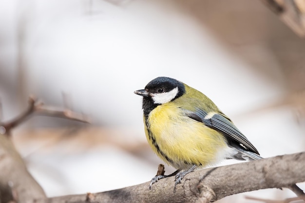 Sikora bogata z bliska Parus major