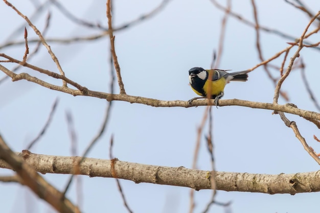 Sikora bogatka na gałęzi (Parus major) Śliczny ptaszek